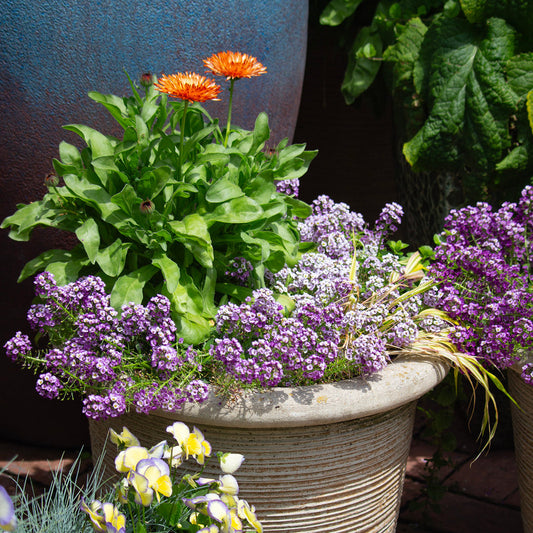 Refresh Containers for Summer