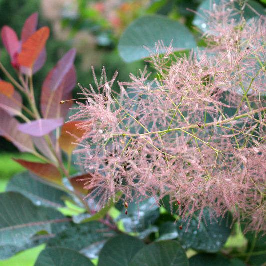 Spring Shrub Fertilizing Timing