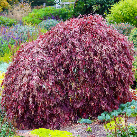 Protect Your Japanese Maples