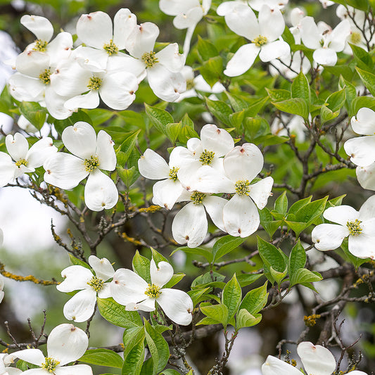 7 Top Trees for Multi-Season Interest