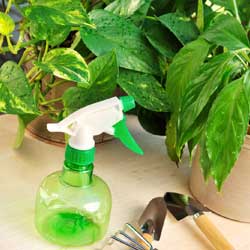 Creating Humidity for Houseplant Health