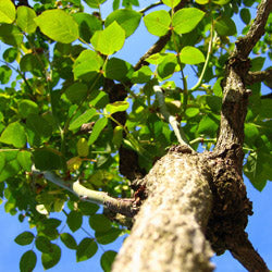 Plant a Tree This Fall