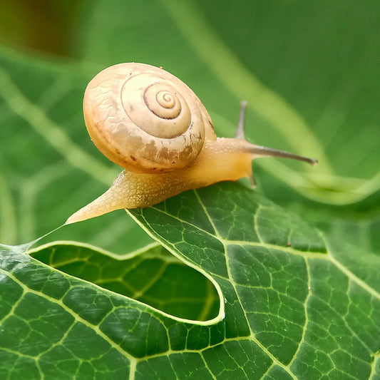 Battling the Bugs of Summer