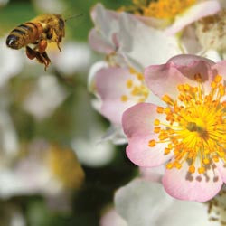 Protecting Our Pollinators