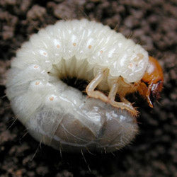 Beetle Mania