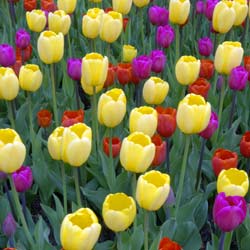 Nurturing Spring Bulbs