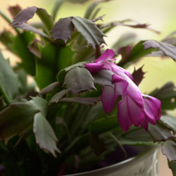 Holiday “Cactus” (Schlumbergera varieties)