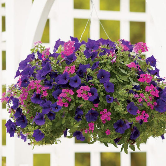Color Combinations