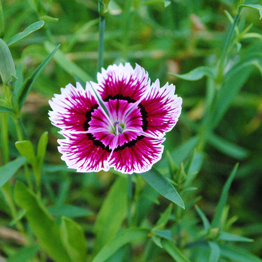 Perennials for the Cutting Garden