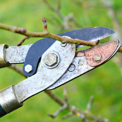 Dormant Pruning With the Proper Tools