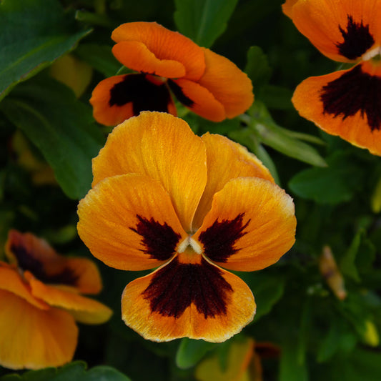 Fall in Love with Fall Pansies