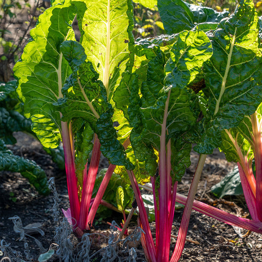 Growing Your Favorite Fall Greens