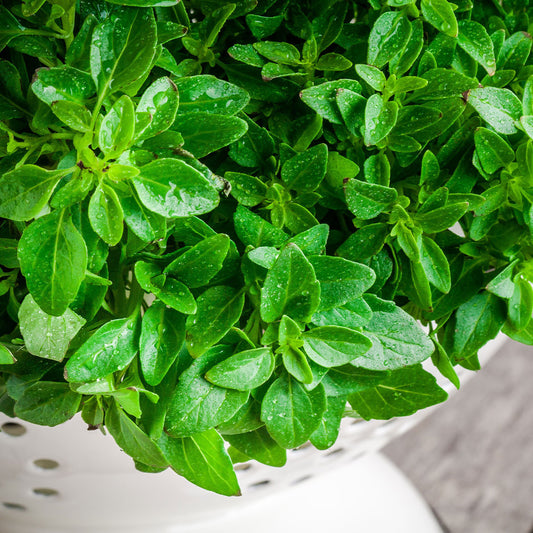 The Fall Herb Garden