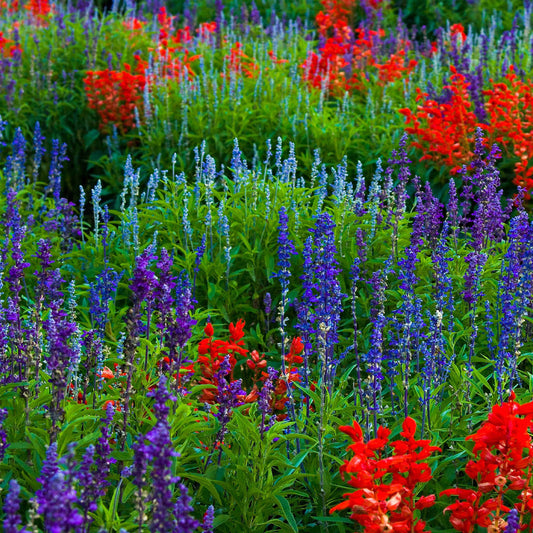 Plant a Patriotic Flower Garden