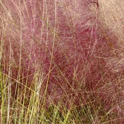 Pink Muhley Grass