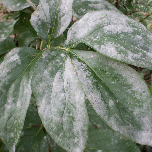 Dealing with Powdery Mildew