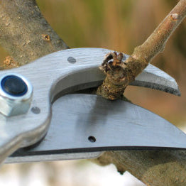 Pruning Fundamentals – Eds Plant World