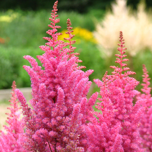 Shade Gardening With Perennials