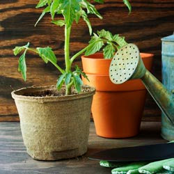 Vegetable Gardening Tidbits