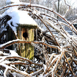 Family Gardening: Attracting Wildlife to the Garden