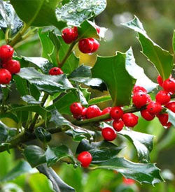 Winter Interest in the Garden