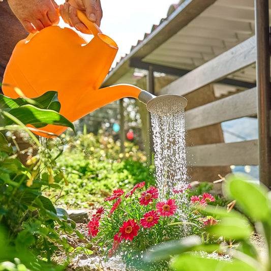 Summer Watering Tips