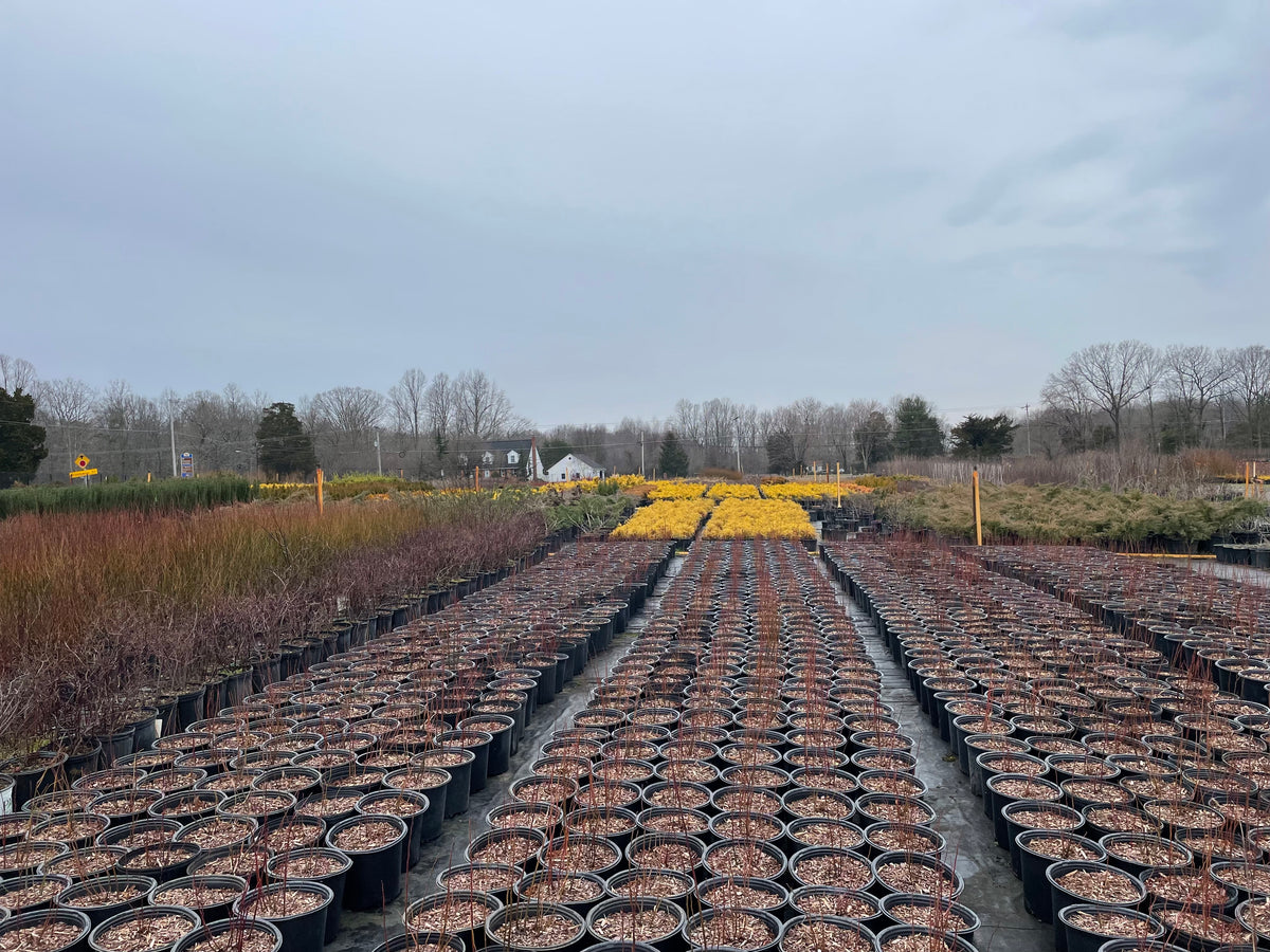 Wholesalers – Eds Plant World