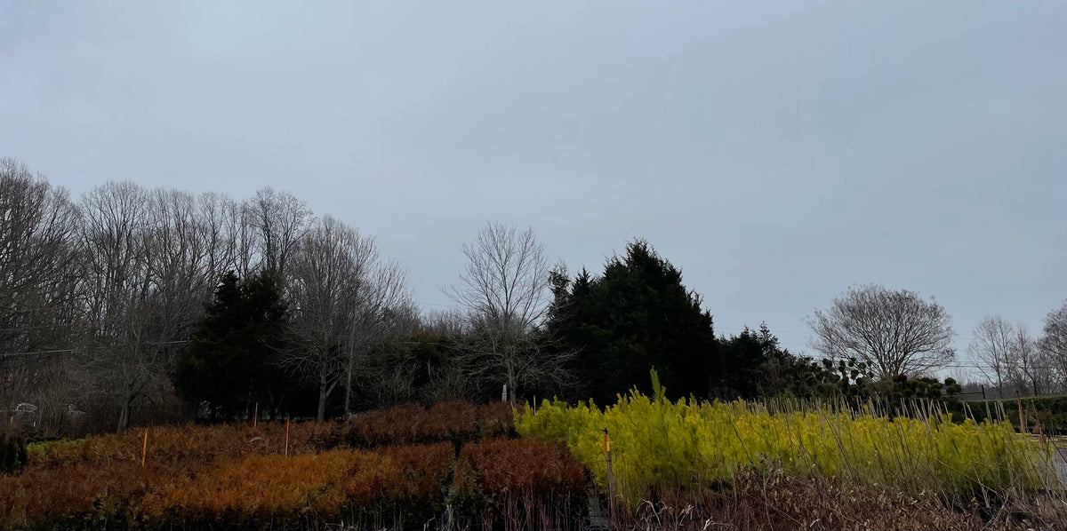 Wholesalers – Eds Plant World