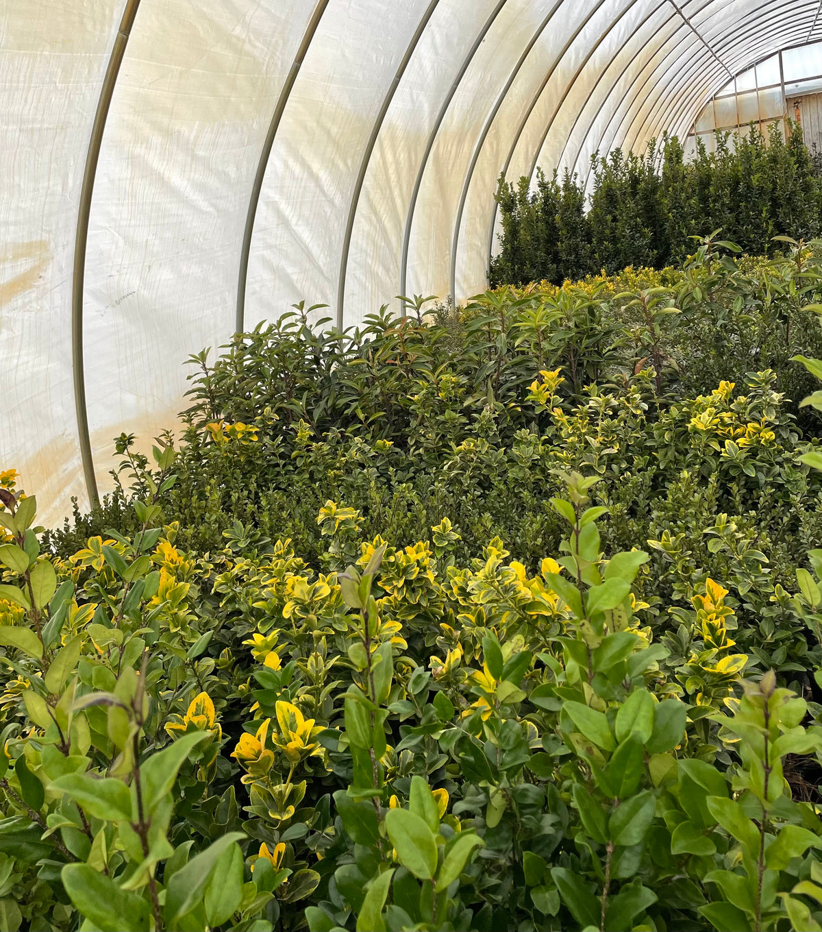 Wholesalers – Eds Plant World
