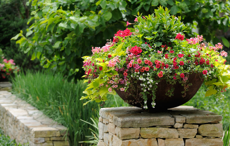 Eds Plant World