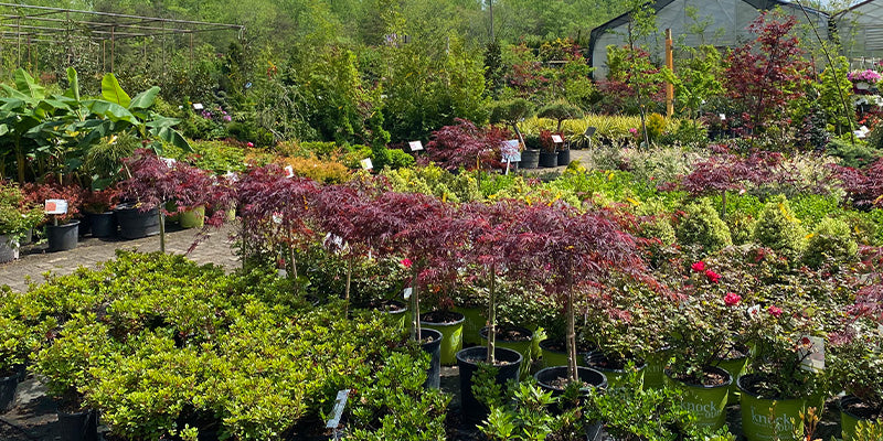 Eds Plant World