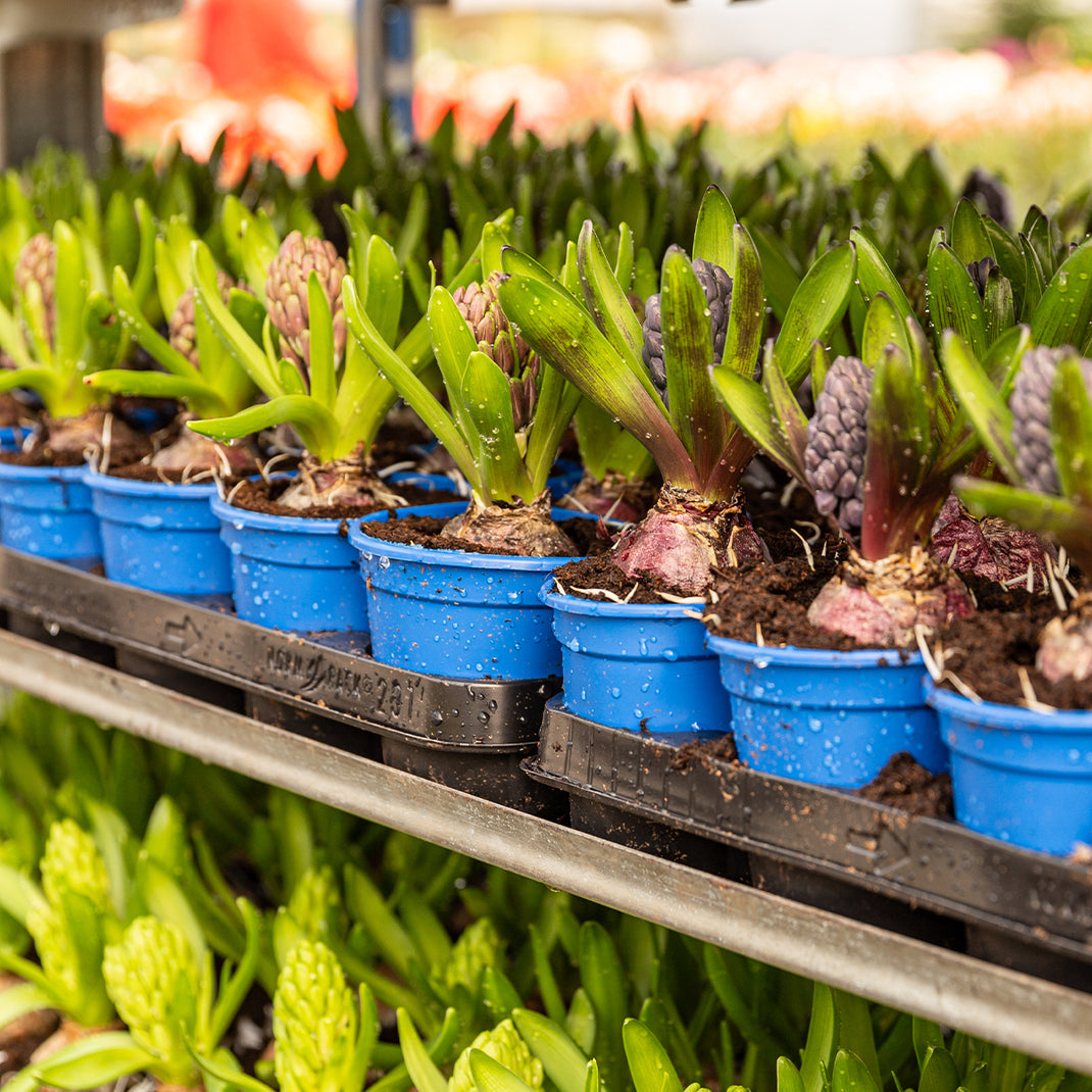 Eds Plant World
